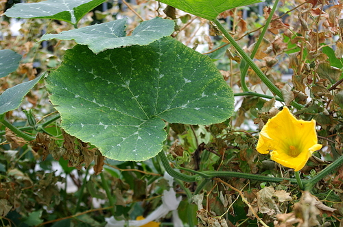 Cucurbita moschata