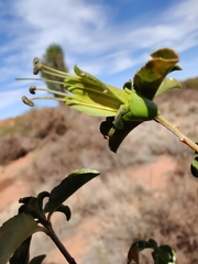 Eremophila serrulata