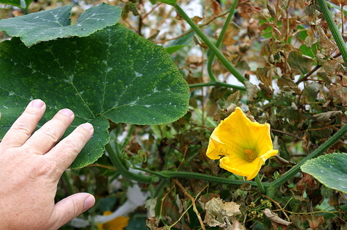Cucurbita moschata
