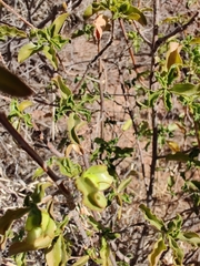 Eremophila serrulata