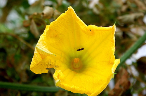 Cucurbita moschata