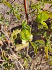 Eremophila serrulata