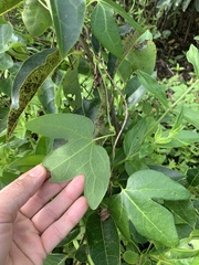 Aristolochia trilobata