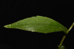 Rudbeckia fulgida spathulata
