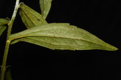 Rudbeckia fulgida spathulata