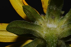 Rudbeckia fulgida spathulata