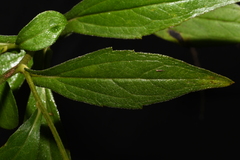 Rudbeckia fulgida spathulata