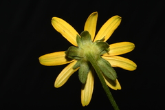 Rudbeckia fulgida spathulata