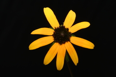 Rudbeckia fulgida spathulata