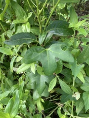 Aristolochia trilobata