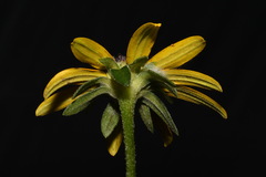 Rudbeckia fulgida spathulata
