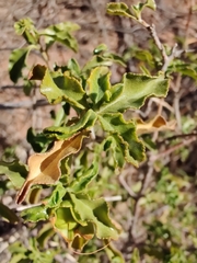 Eremophila serrulata