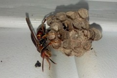 Polistes dorsalis dorsalis