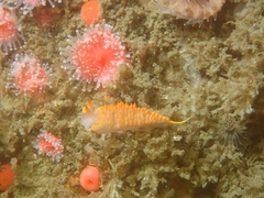 Austraeolis stearnsi