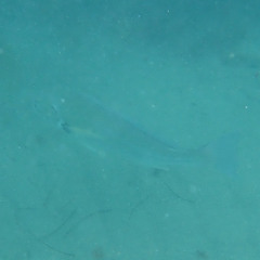 Roncador stearnsii