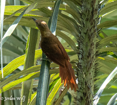 Dendrexetastes rufigula