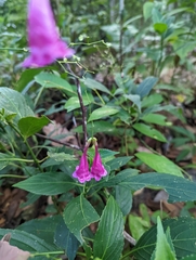 Strobilanthes hamiltoniana