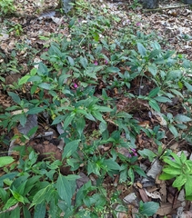Strobilanthes hamiltoniana