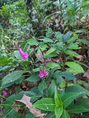 Strobilanthes hamiltoniana