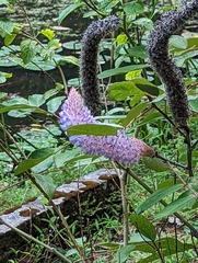 Uraria crinita