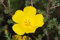 Balbisia verticillata