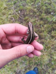 Pholidobolus vertebralis