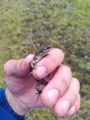 Pholidobolus vertebralis