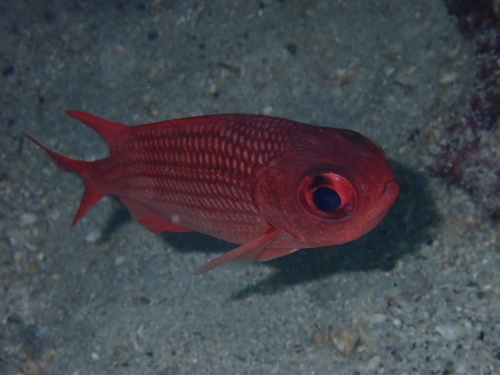 Panamese soldatenvis (Myripristis leiognathus) — Holocentridae