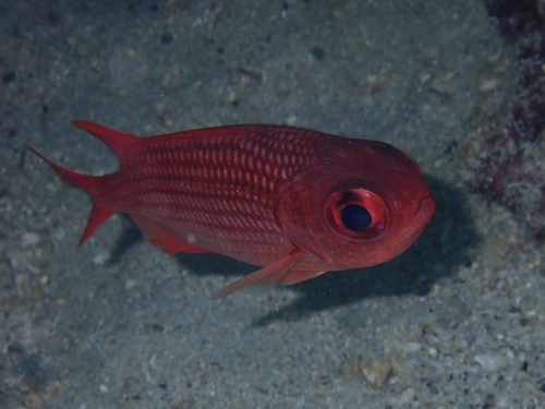 Panamic soldierfish (Myripristis leiognathus) — Holocentridae