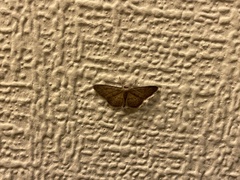 Idaea seriata