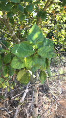 Brachyglottis repanda