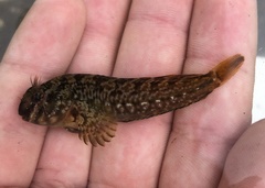 Hypsoblennius gilberti