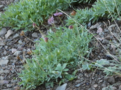 Trifolium attenuatum