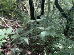 Celtis bungeana