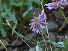 Trifolium attenuatum