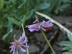 Trifolium attenuatum
