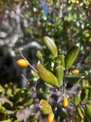 Diospyros humilis