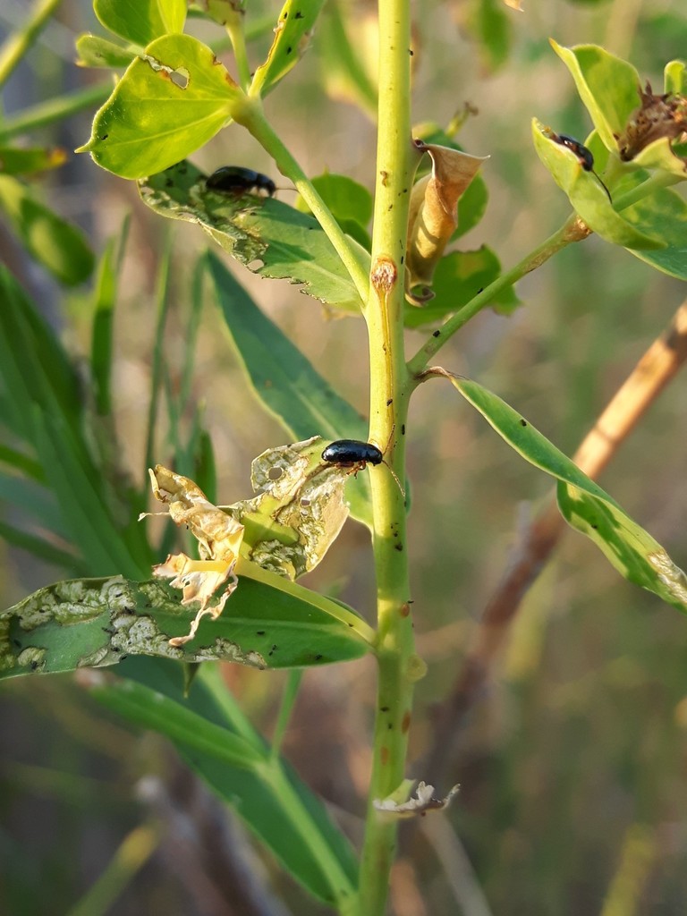 Brown-legged Leafy Spurge Flea Beetle