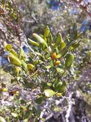 Diospyros humilis