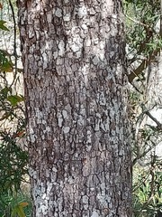 Diospyros humilis