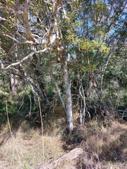Diospyros humilis