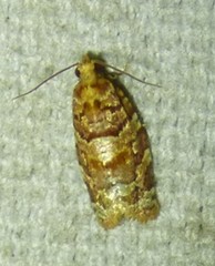 Argyrotaenia floridana