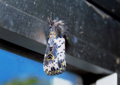 Xanthopastis timais