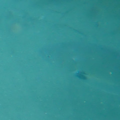 Roncador stearnsii