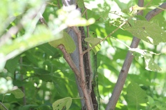 Iguanidae