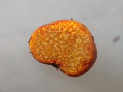 Mayamontana coccolobae