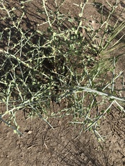 Sarcomphalus obtusifolius