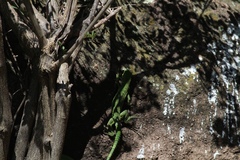 Iguanidae