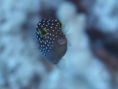 Canthigaster jactator