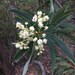 Large-leaf Hickory-Wattle - Photo (c) Ciaran Ernst-Russell, some rights reserved (CC BY-NC), uploaded by Ciaran Ernst-Russell